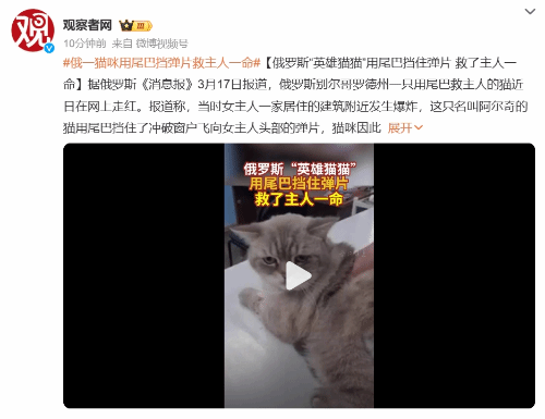 俄羅斯“英雄貓貓”用尾巴擋彈救主