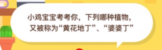 下列哪種植物又被稱為黃花地丁婆婆?。恐Ц秾毿‰u莊園10月15日正確答案